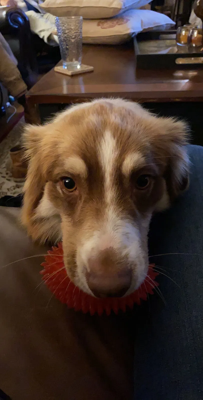 Lost dog in Oxnard, CA, 93030