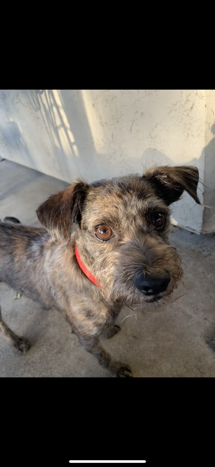 Lost dog in Sacramento, CA, 95823