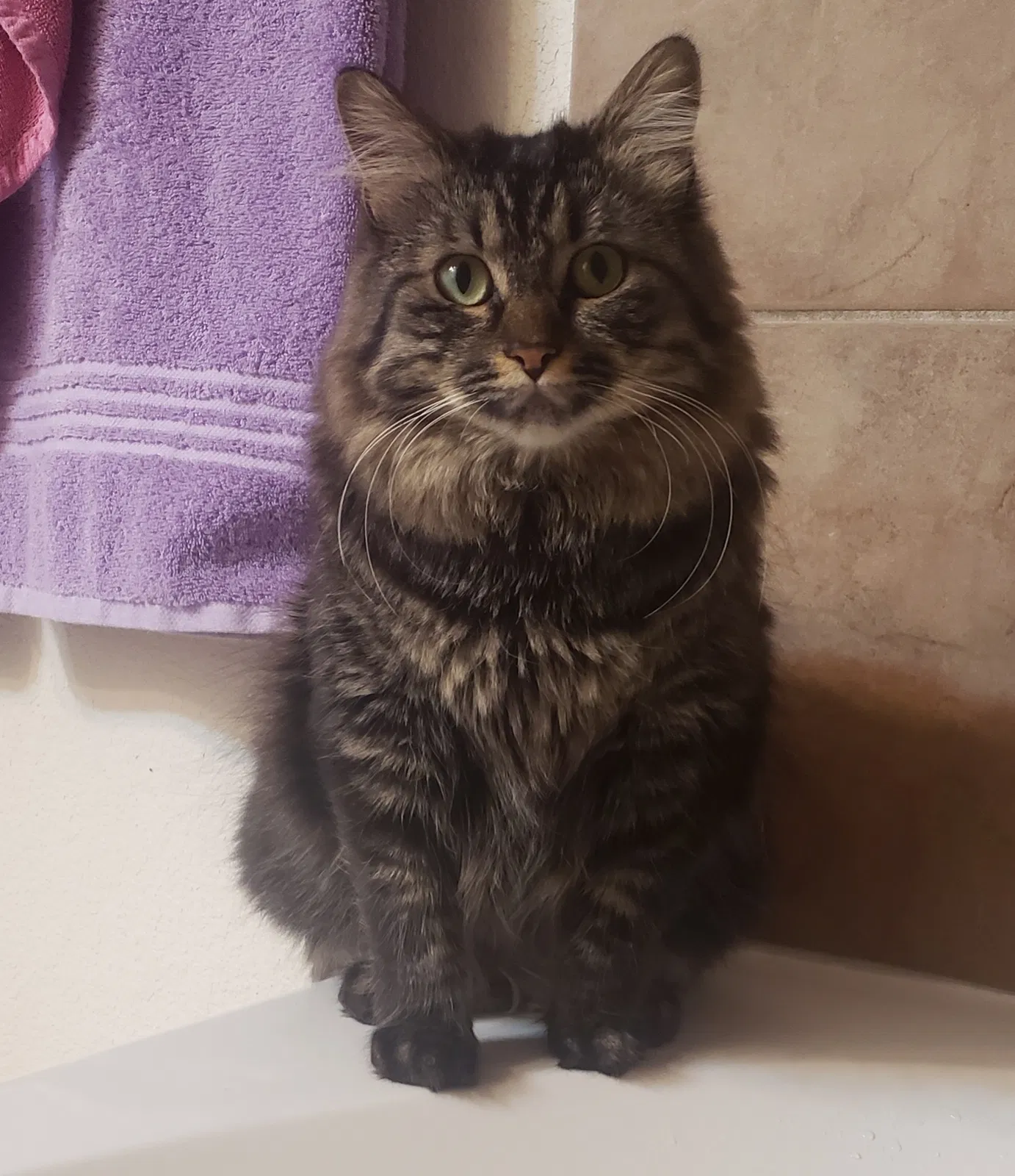 Lost cat in Pueblo, CO, 81007