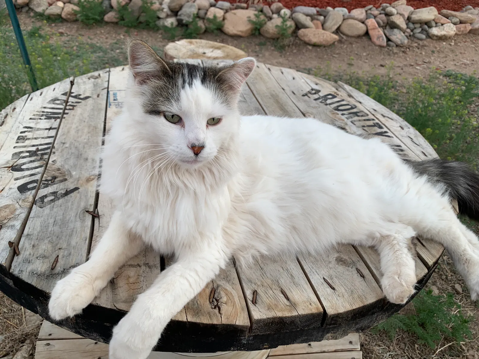 Lost cat in Pueblo, CO, 81005