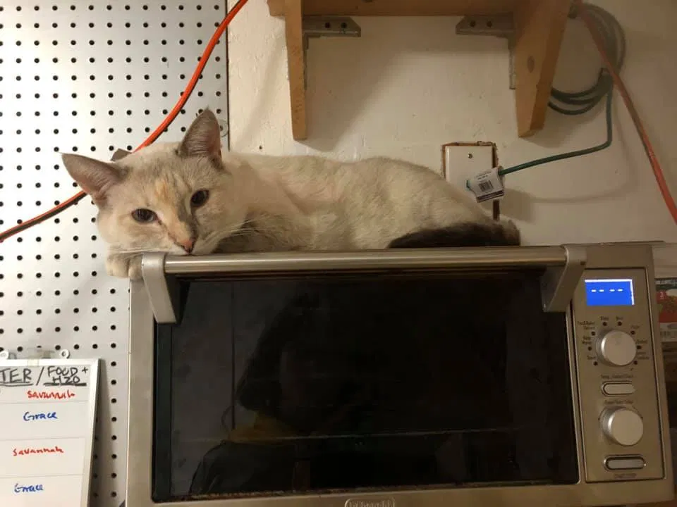 Lost cat in Chattanooga, TN, 37421