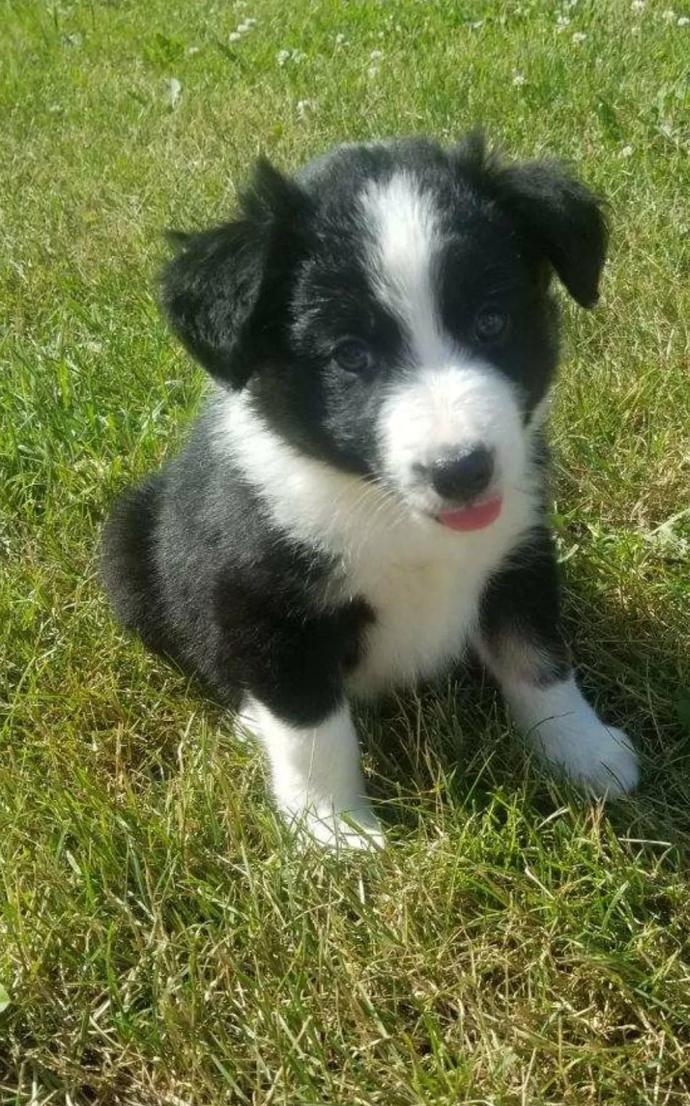 Lost dog in Albion, MI, 49224