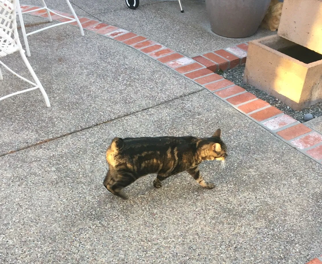 Lost cat in Walnut Creek, CA, 94595