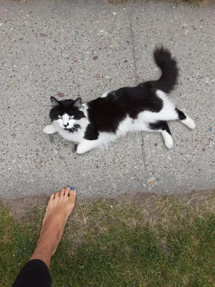 Lost cat in Missoula, MT, 59801