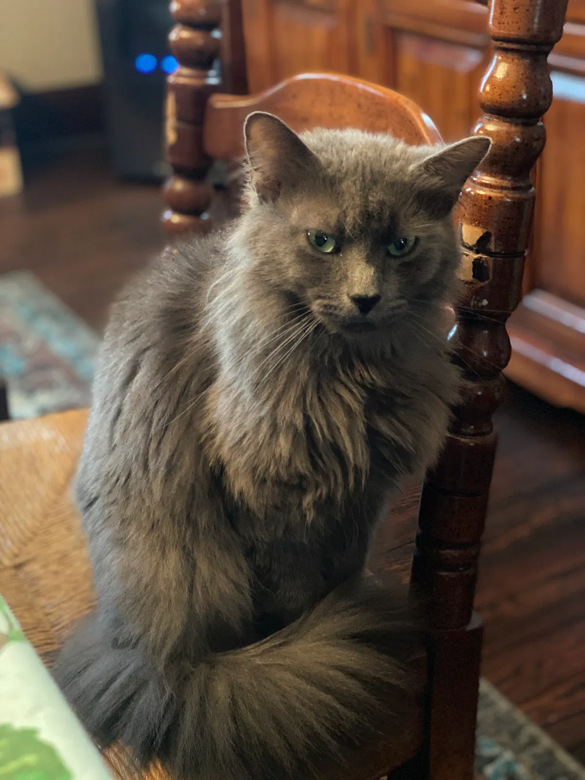 Lost cat in Washington, PA, 15301