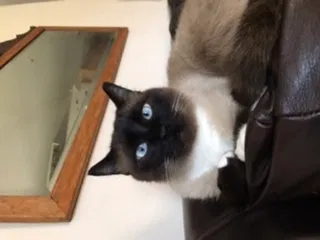 Lost cat in Wichita Falls, TX, 76309