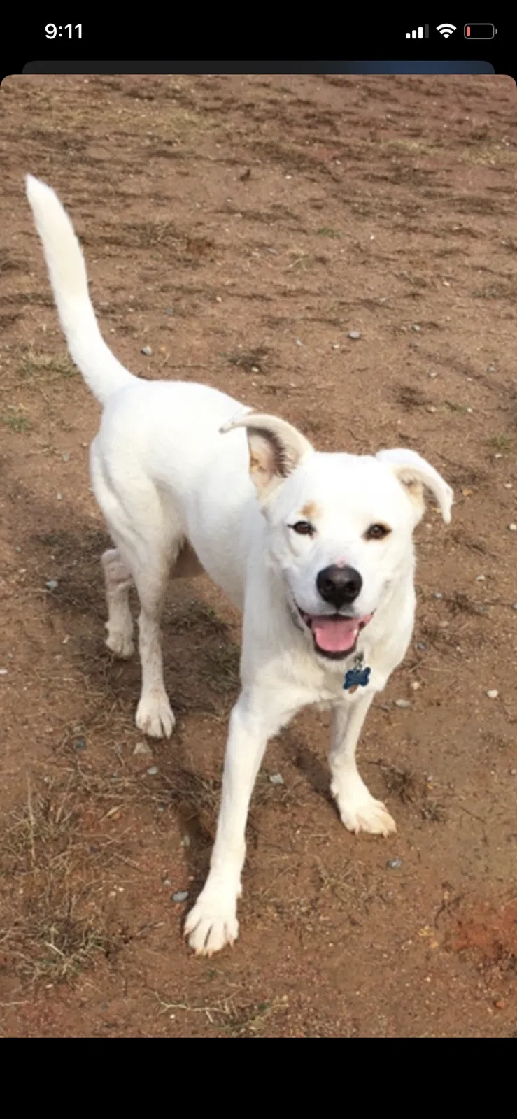 Lost dog in Birmingham, AL, 35210