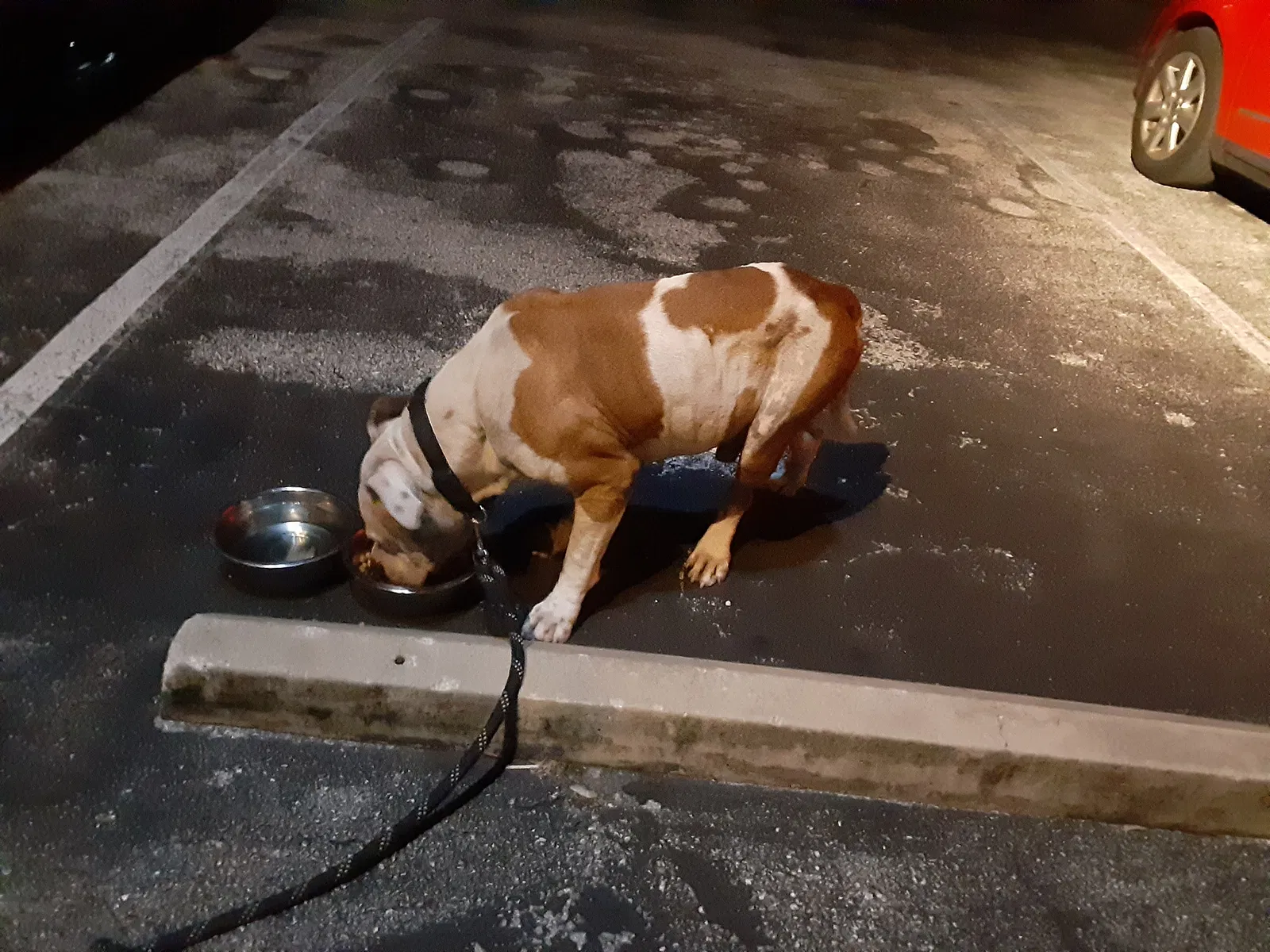 Lost dog in Dania, FL, 33004