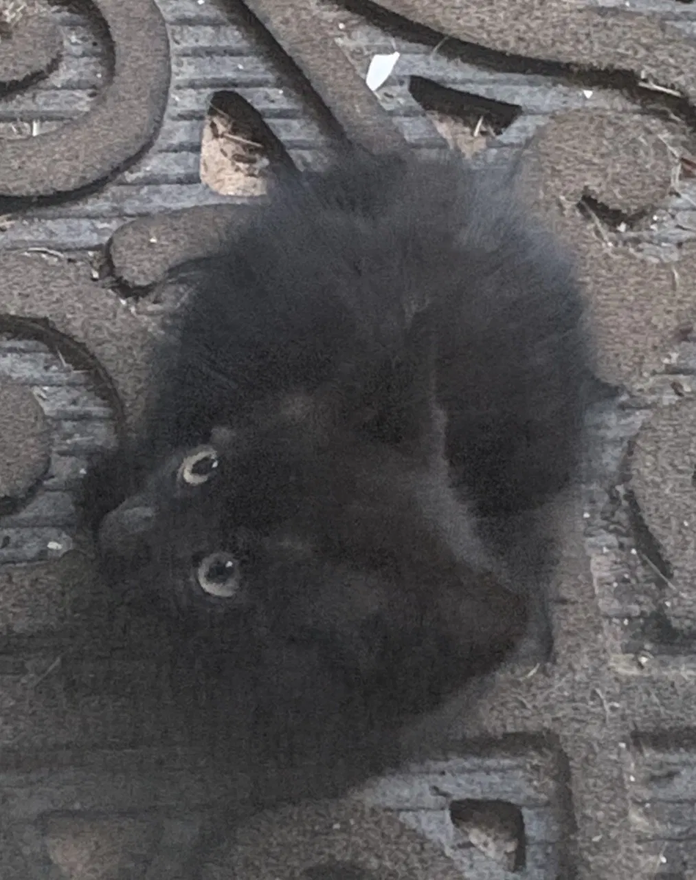 Found cat in Atlanta, GA, 30316