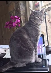 Lost cat in Bethlehem, PA, 18015
