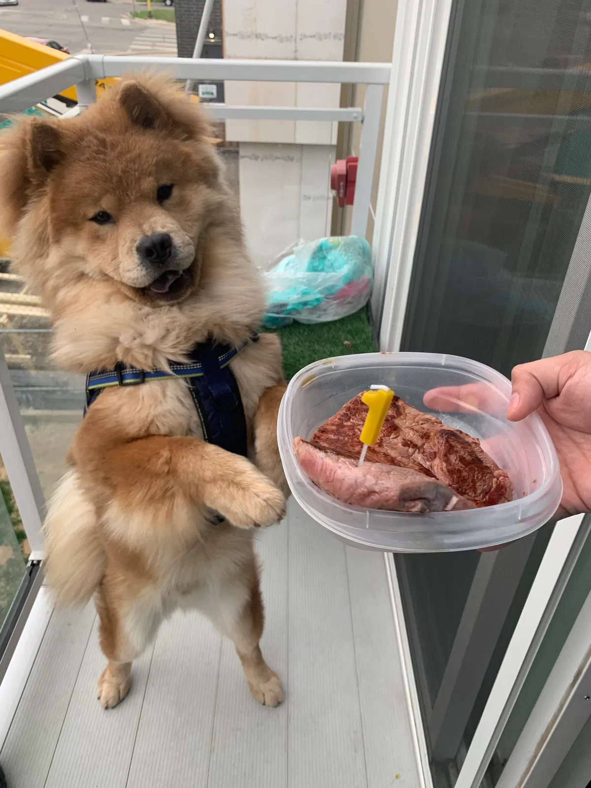 Lost dog in Minneapolis, MN, 55414