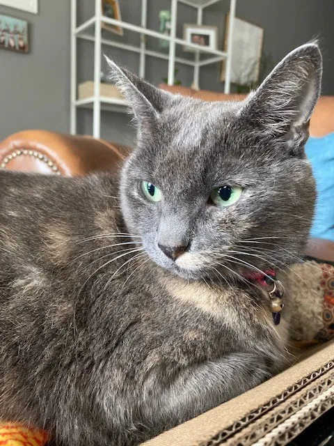 Lost cat in Charlotte, NC, 28226