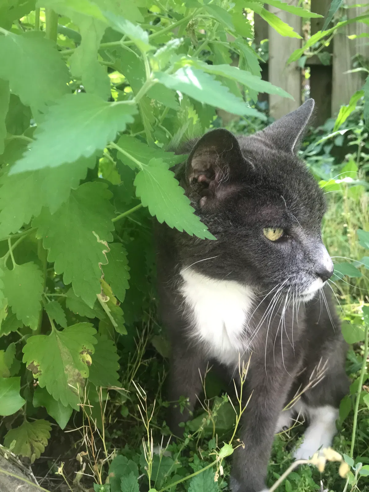 Lost cat in Pittsburgh, PA, 15218