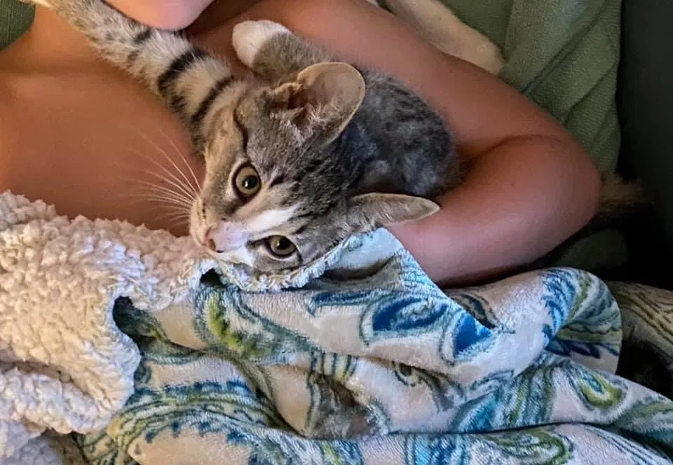 Lost cat in Columbia, SC, 29205