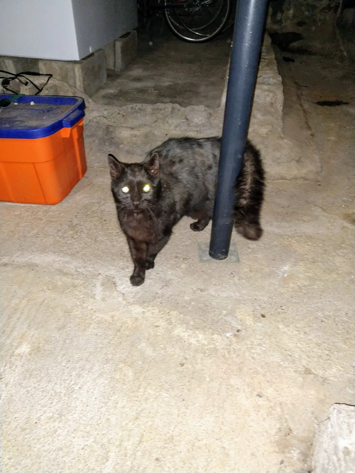 Lost cat in Averill Park, NY, 12018