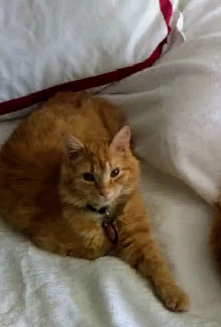 Lost cat in Greenville, SC, 29607