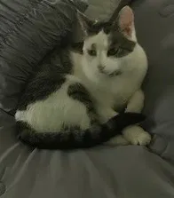 Lost cat in Ogdensburg, NY, 13669