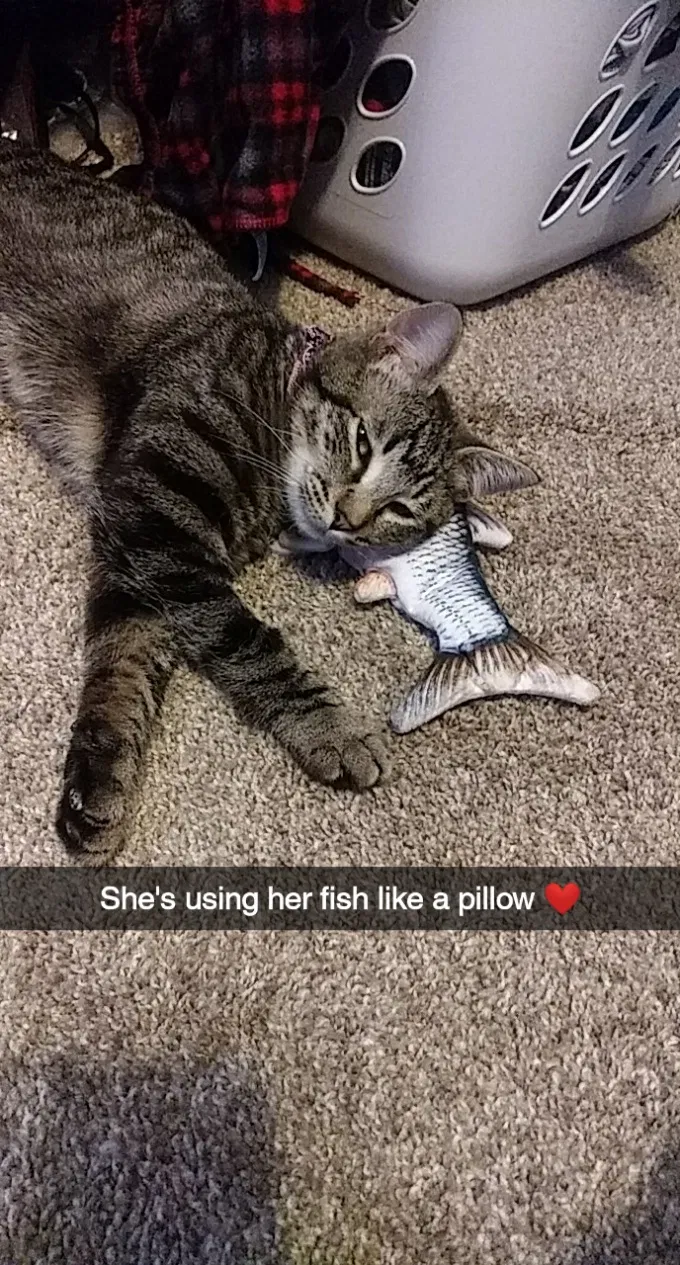 Lost cat in Newberg, OR, 97132