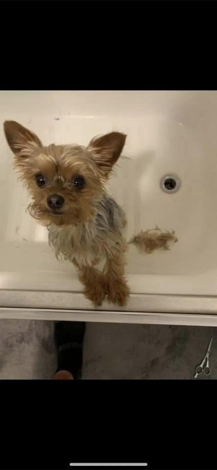 Lost dog in Flint, MI, 48507