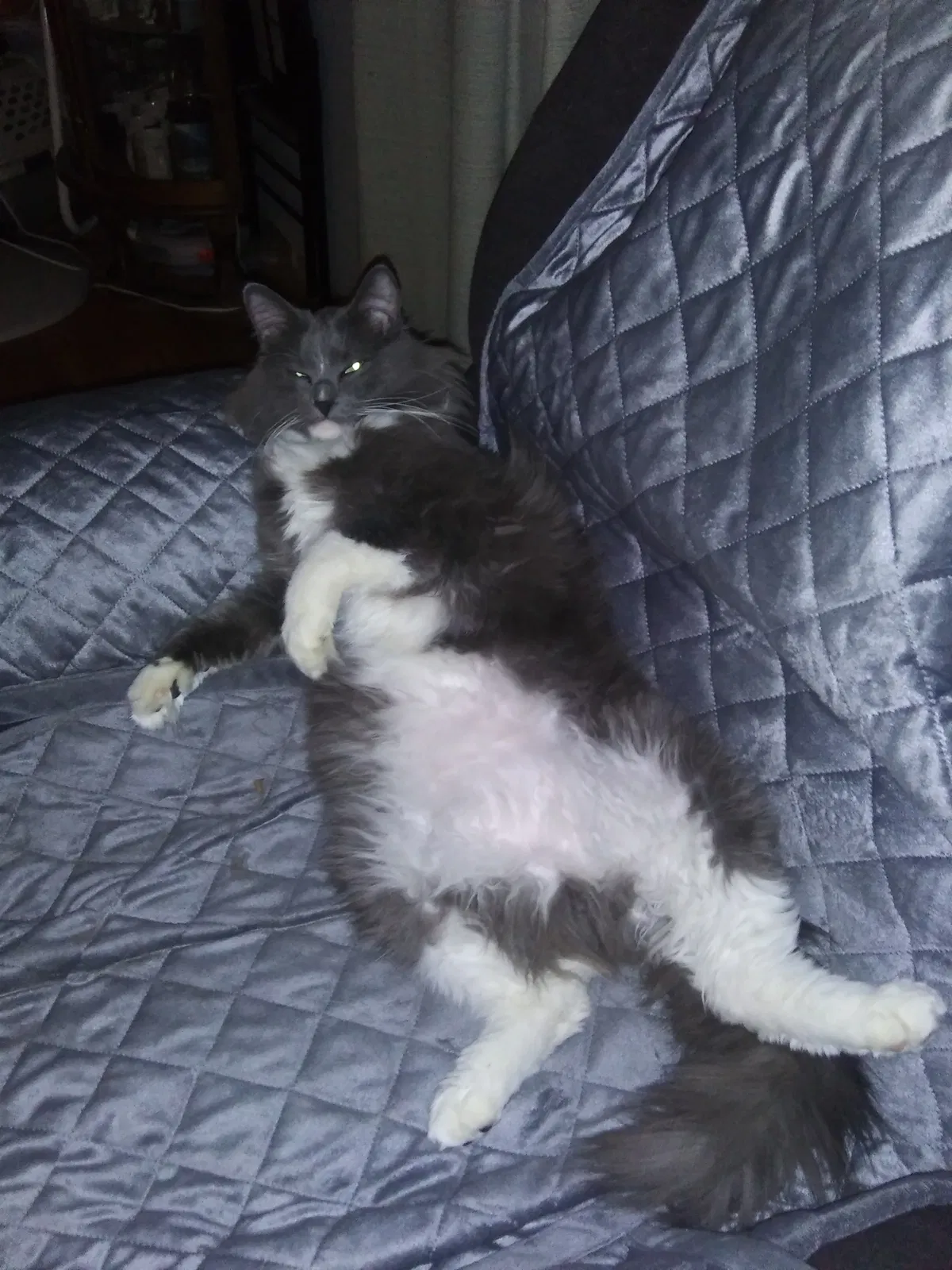 Lost cat in Wichita, KS, 67216