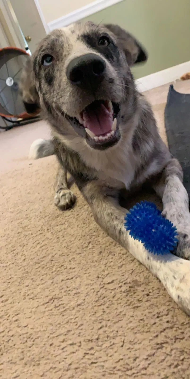Lost dog in Holt, FL, 32564