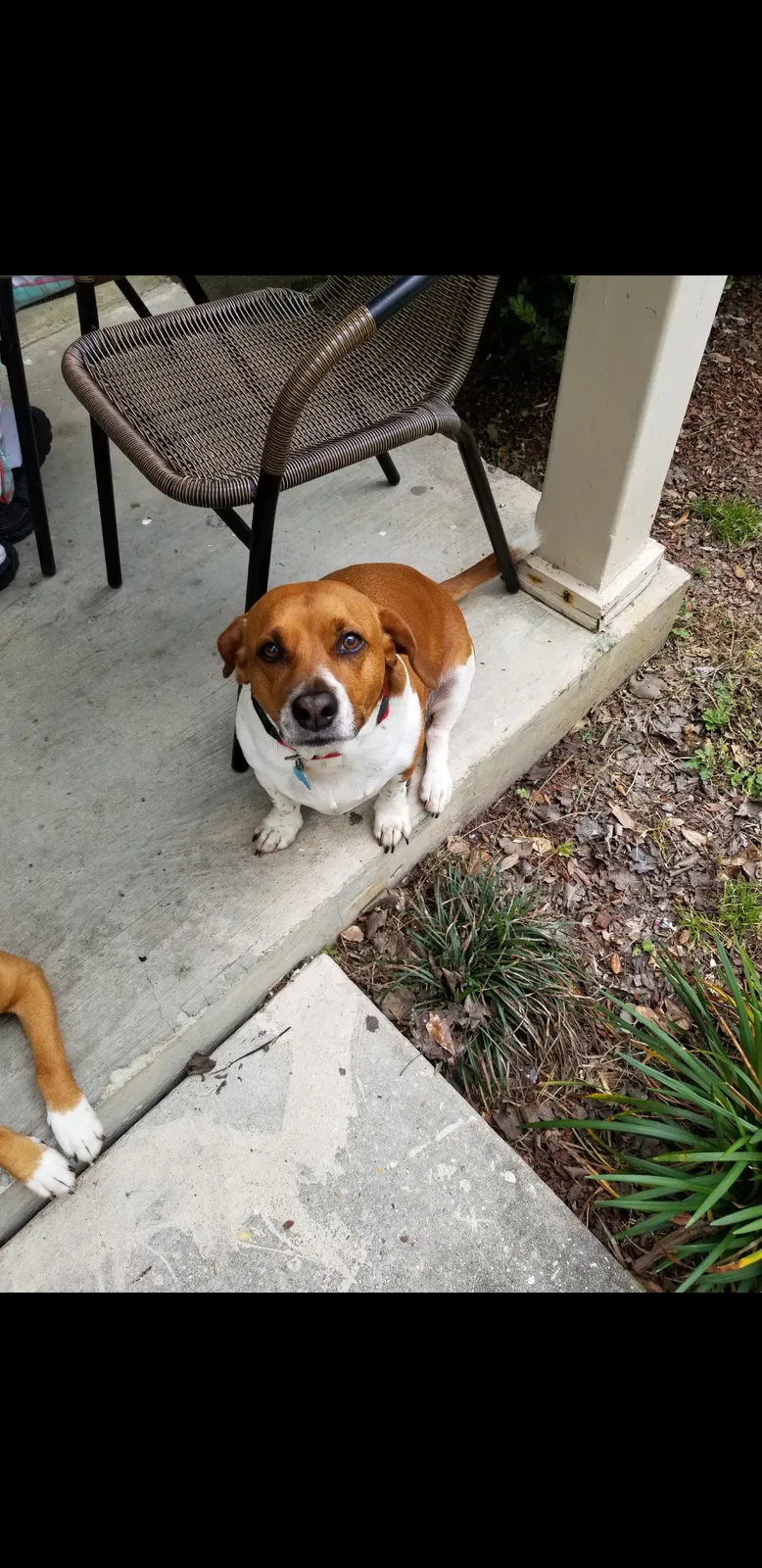 Lost dog in Slidell, LA, 70460