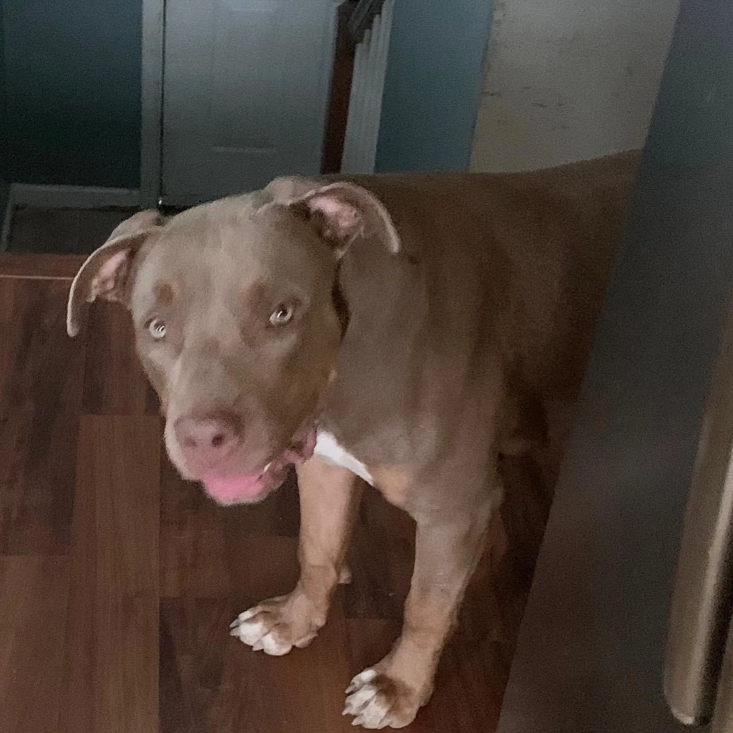 Lost dog in Columbia, SC, 29229