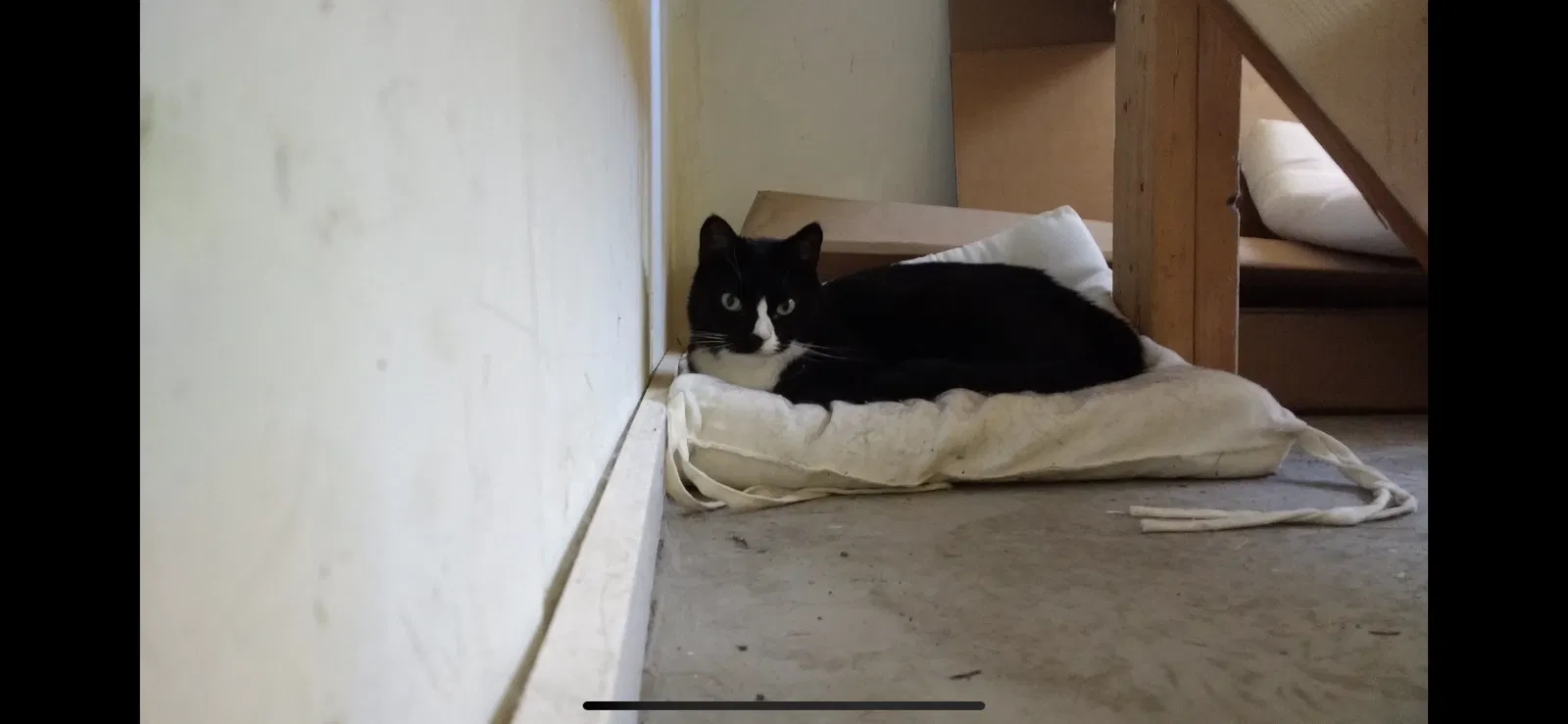 Lost cat in Portland, OR, 97202