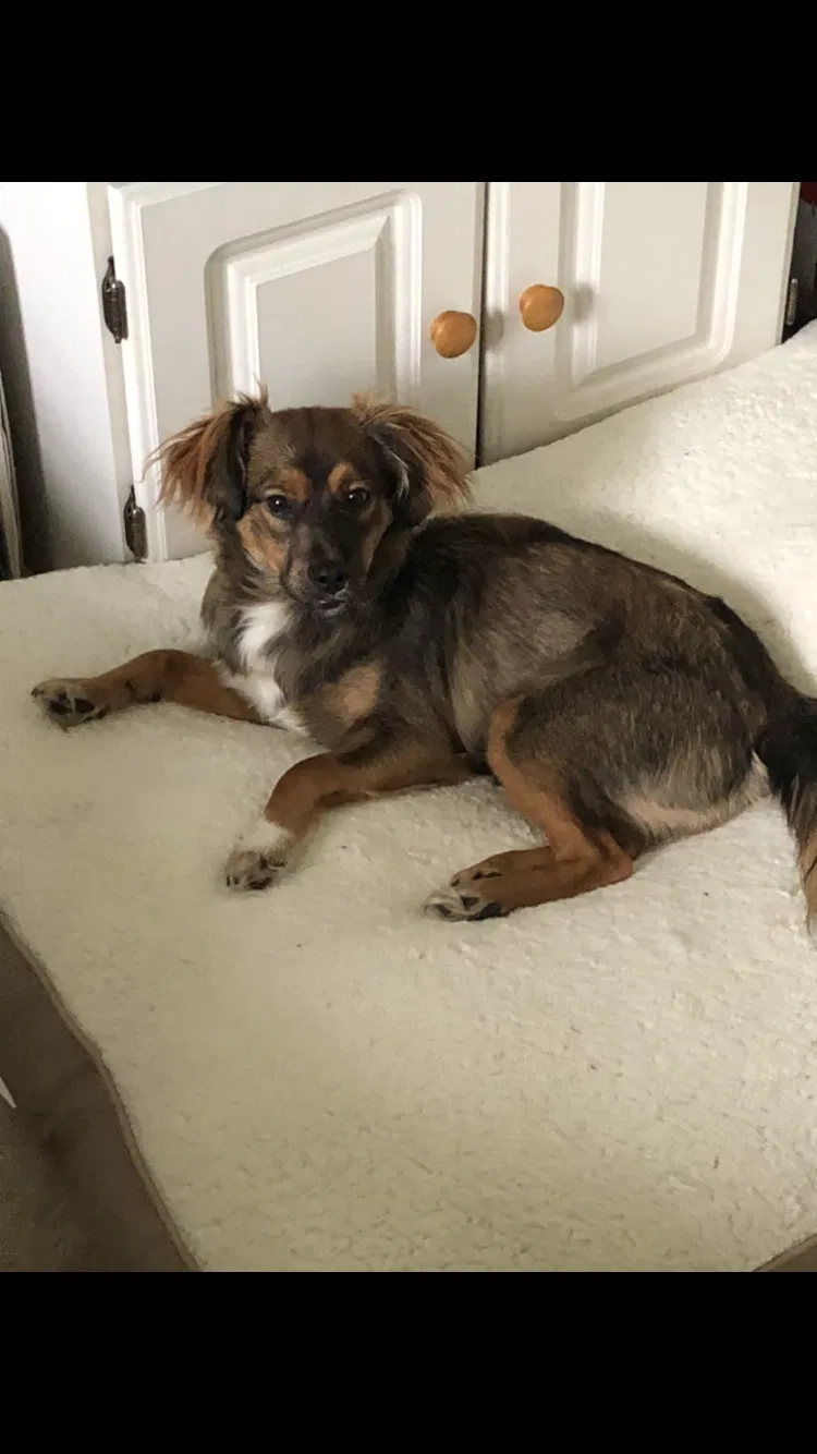 Lost dog in Chattanooga, TN, 37421