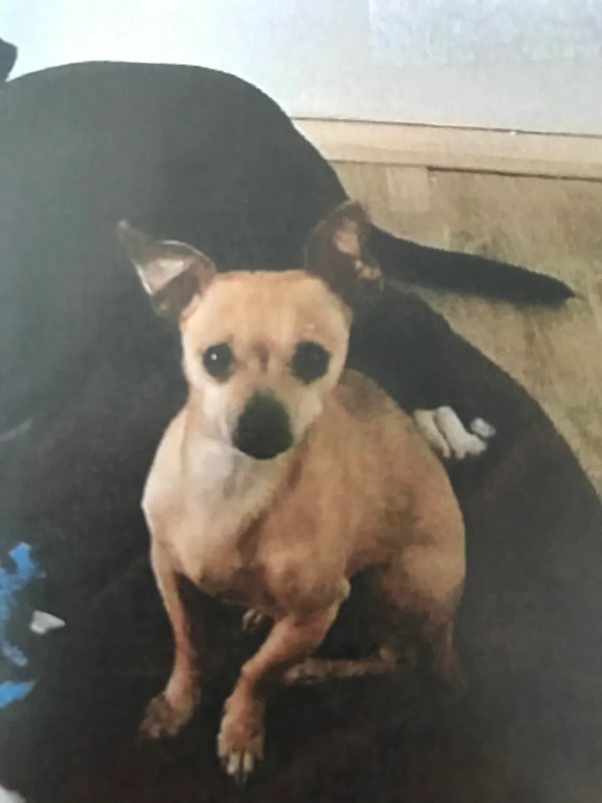 Lost dog in Bronx, NY, 10466