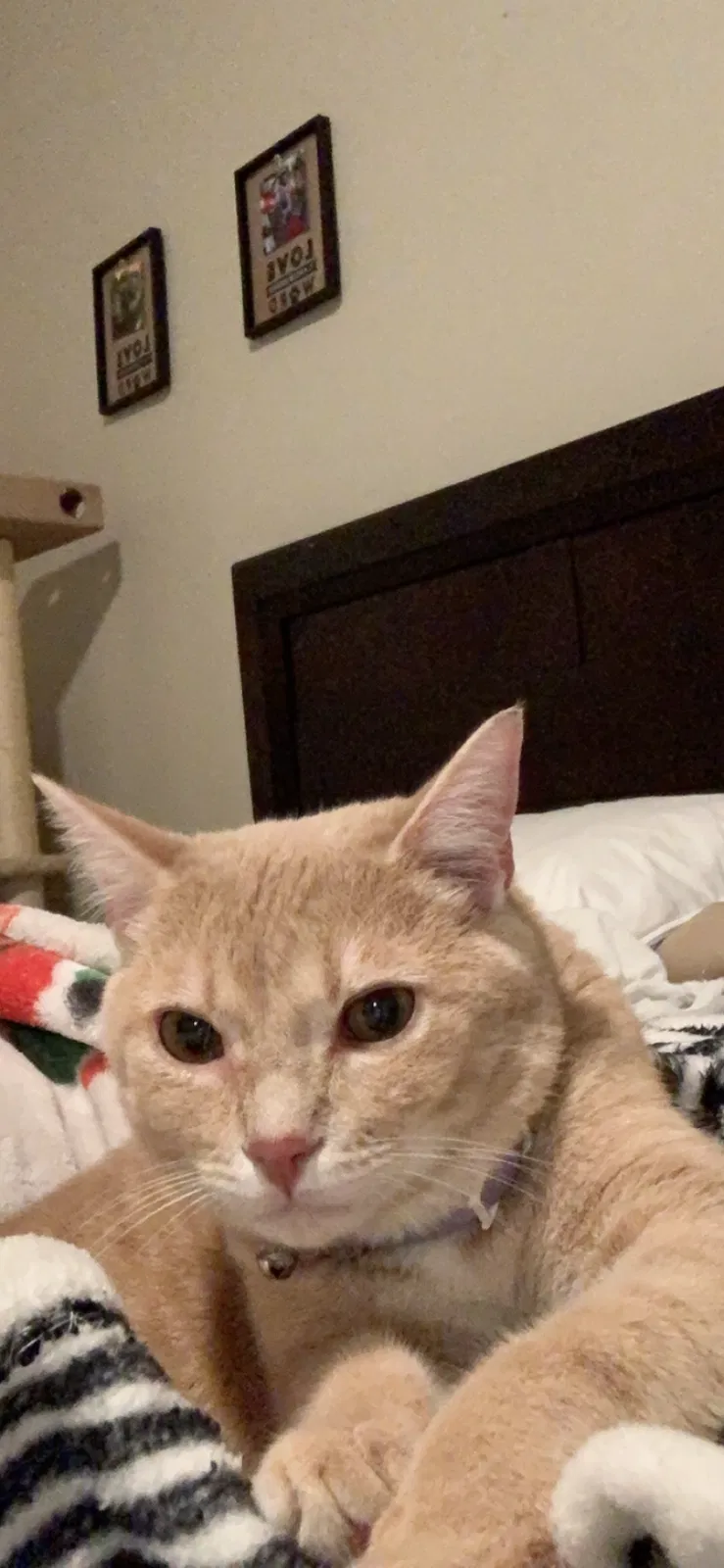 Lost cat in Birmingham, AL, 35244