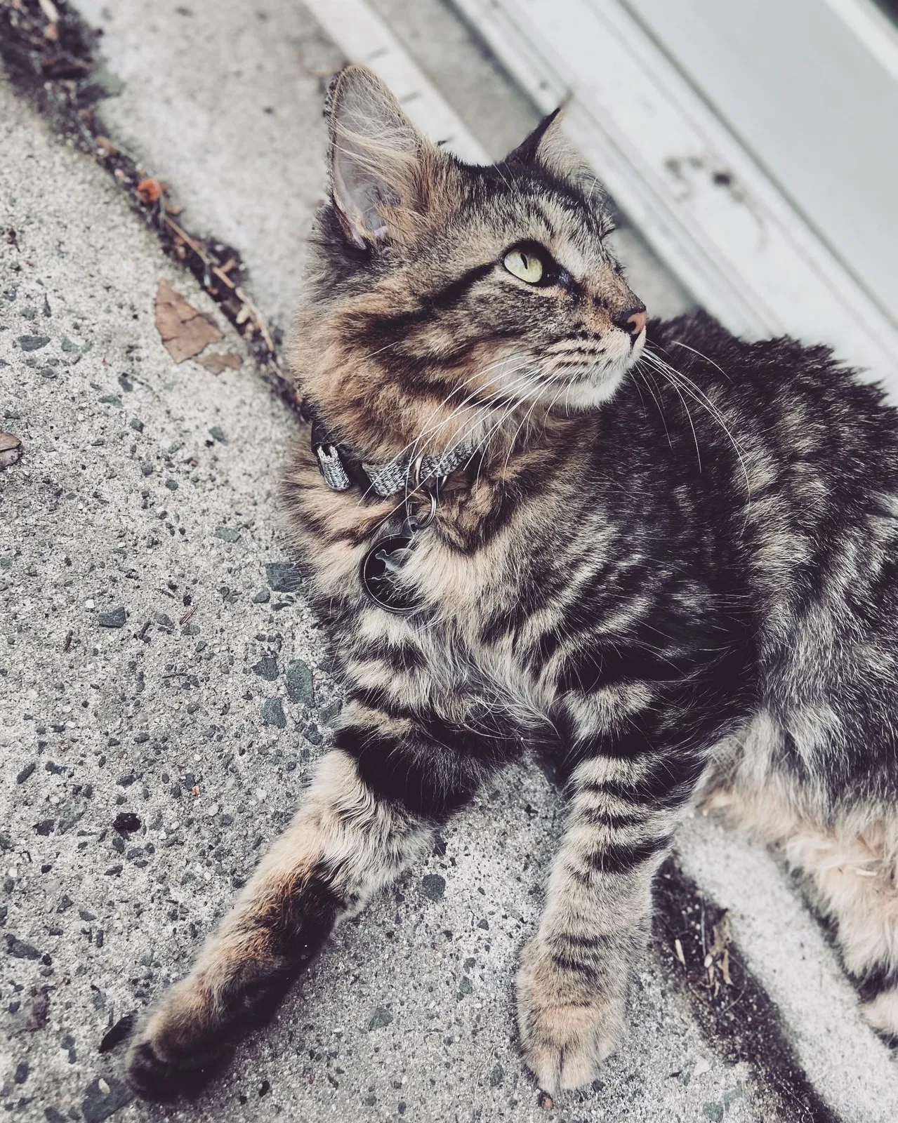 Lost cat in Bristol, CT, 6010