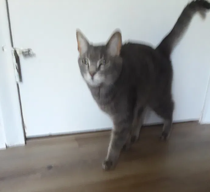 Lost cat in Cromwell, CT, 6416
