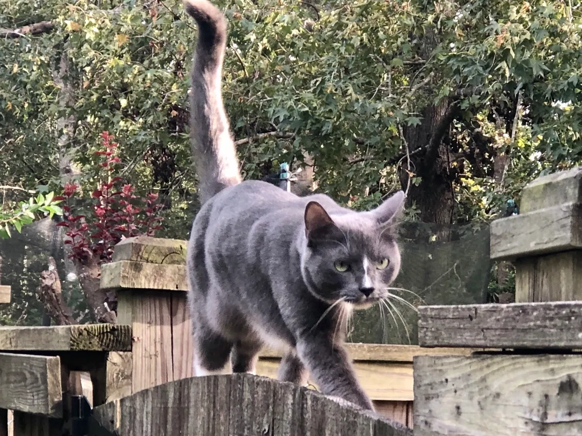 Lost cat in Charleston, SC, 29414