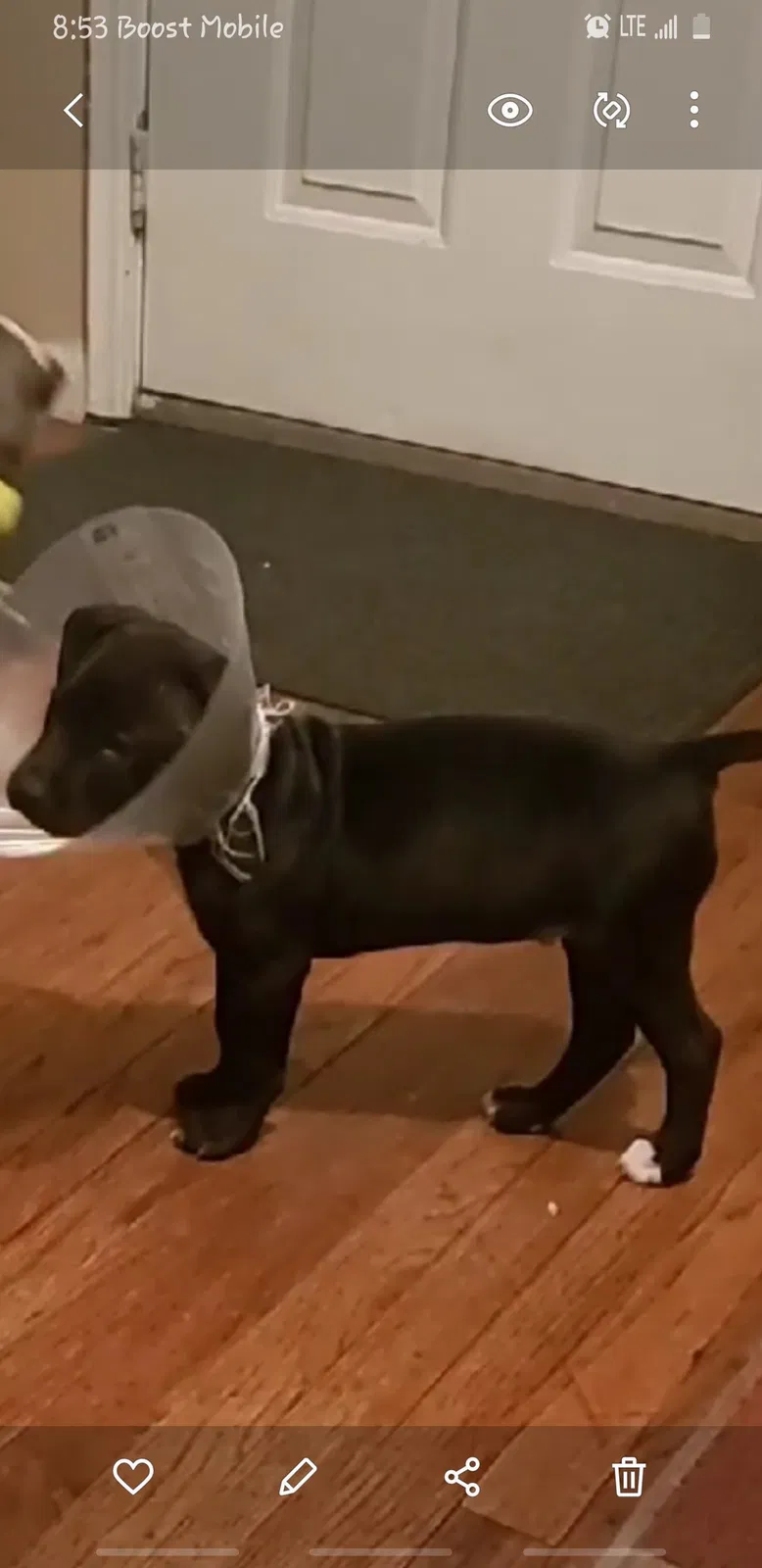 Lost dog in Detroit, MI, 48234