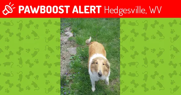 Lost dog in Hedgesville, WV, 25427