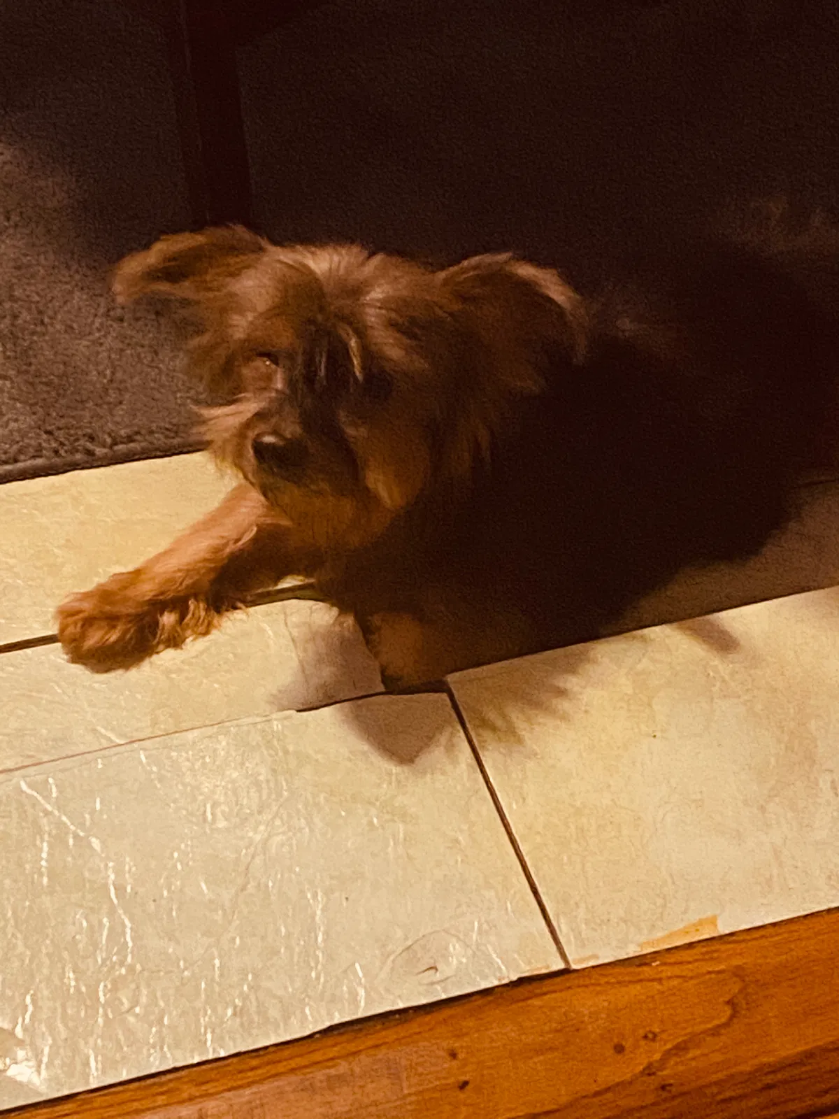 Lost dog in Sanford, FL, 32771