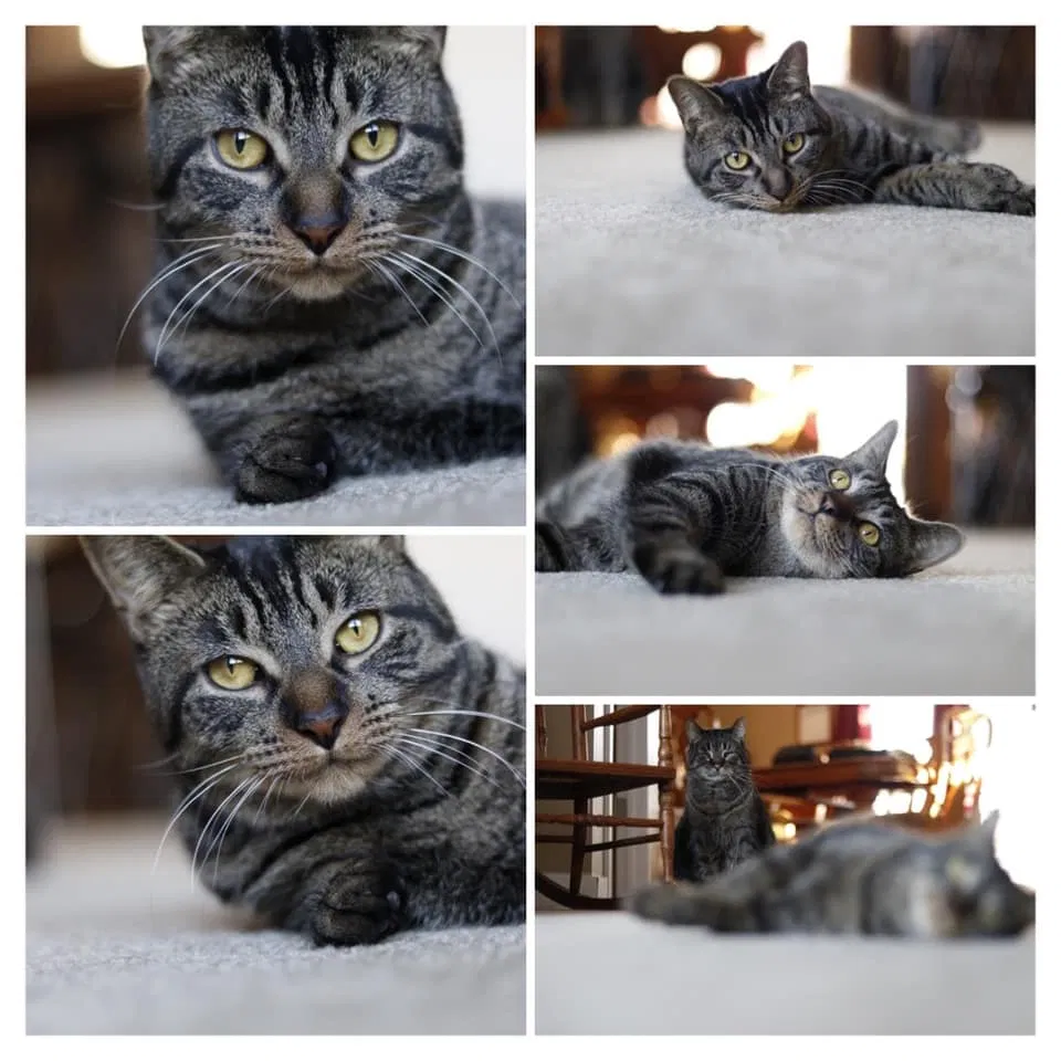 Lost cat in South Lyon, MI, 48178
