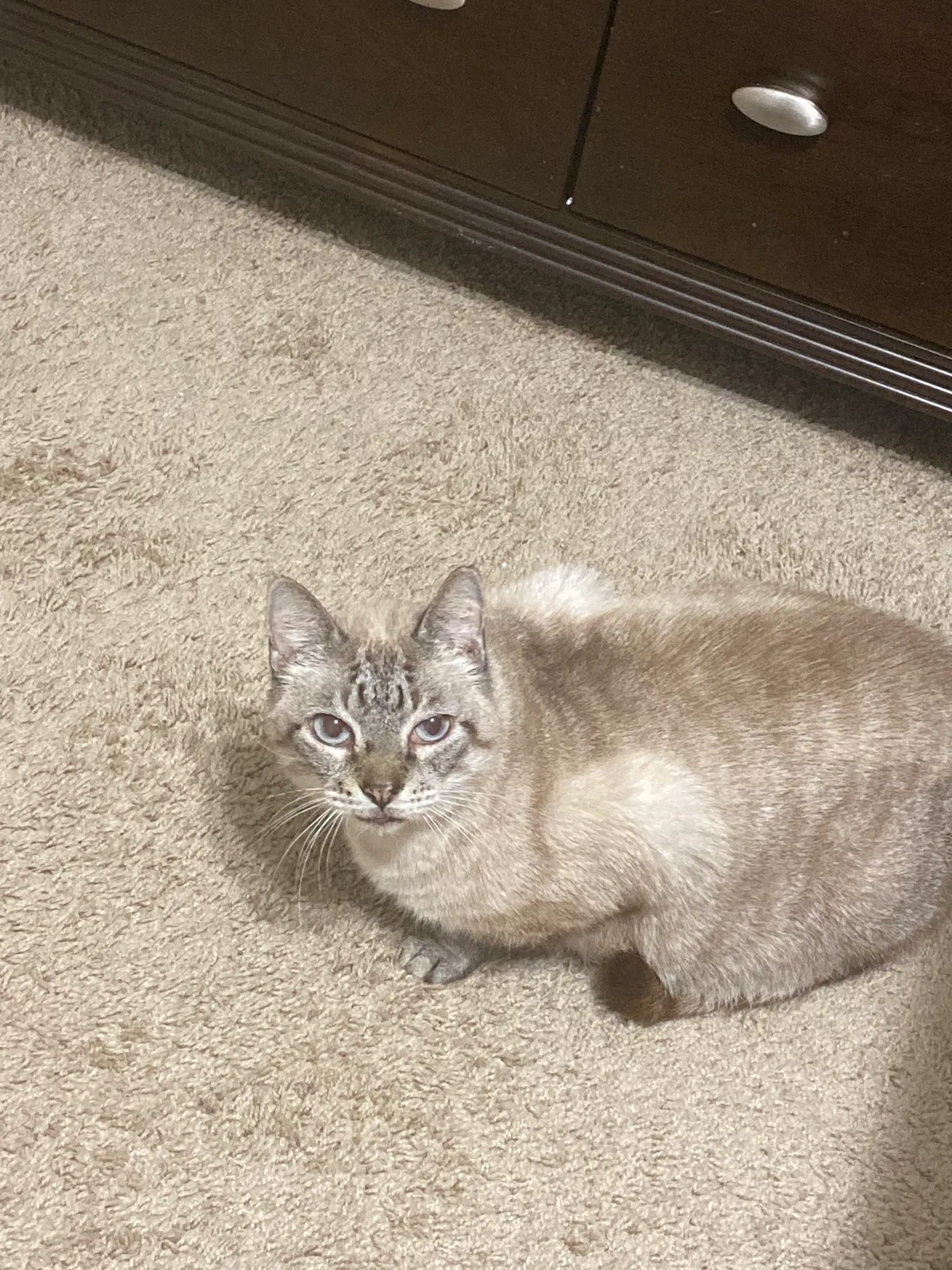 Lost cat in Austin, TX, 78729