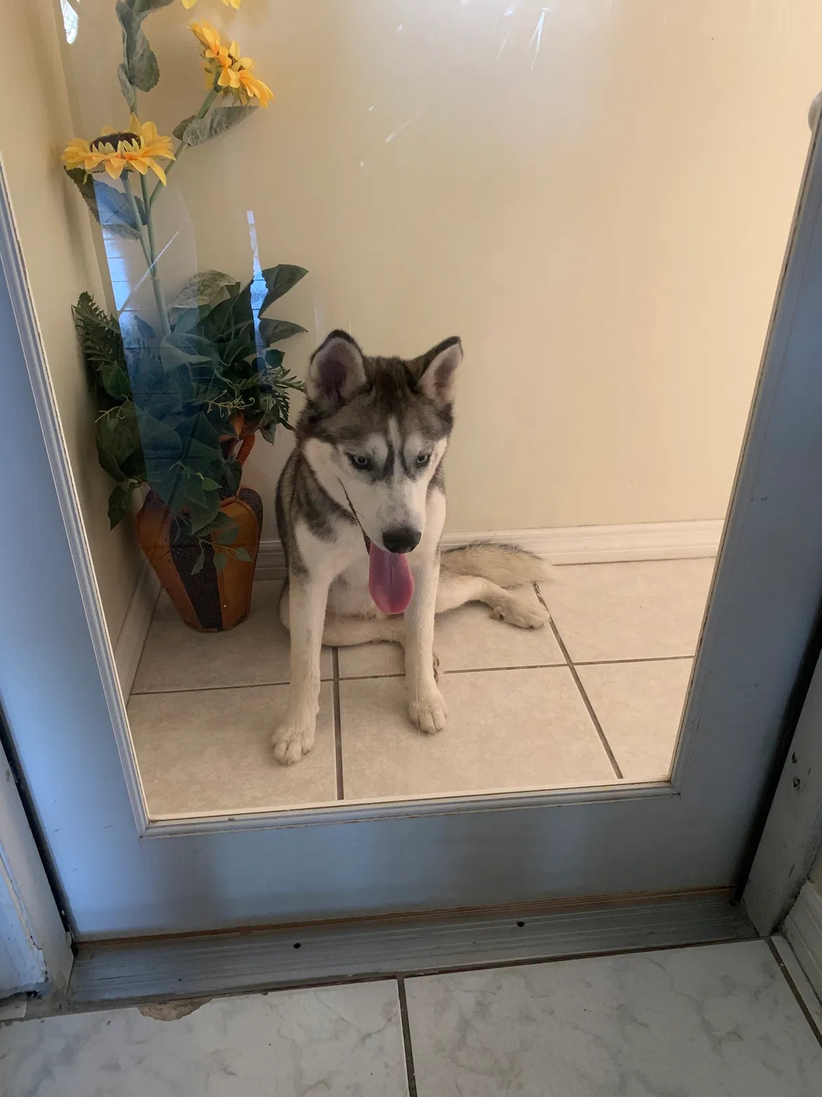 Found dog in Orlando, FL, 32822