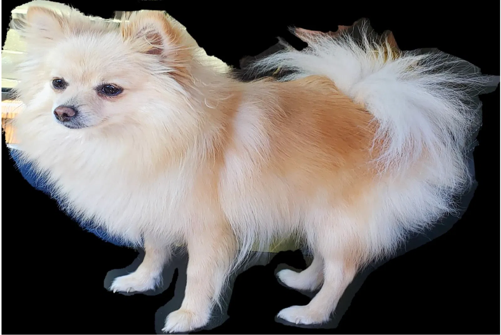Lost dog in Odessa, TX, 79766
