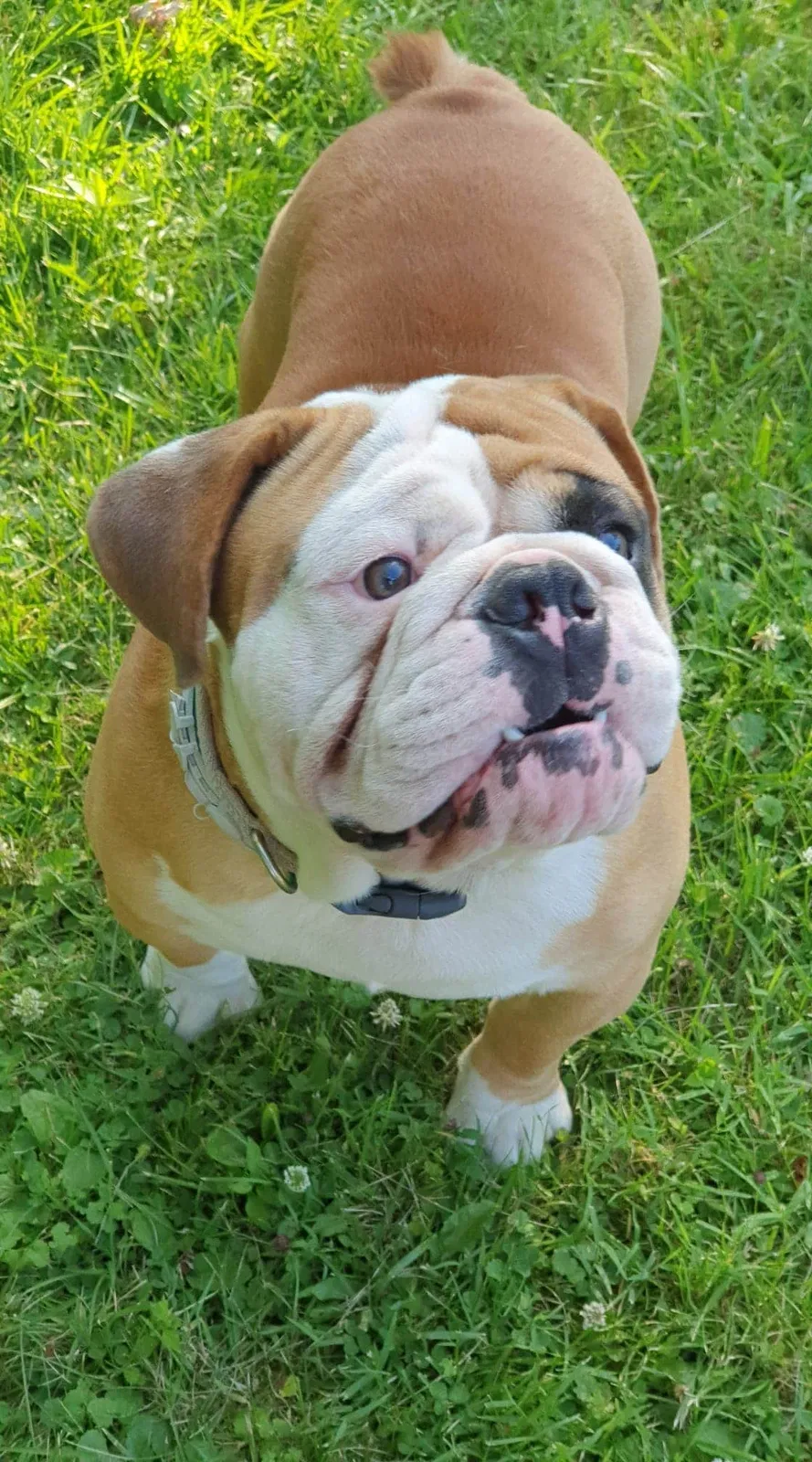 Lost dog in Columbus, OH, 43219
