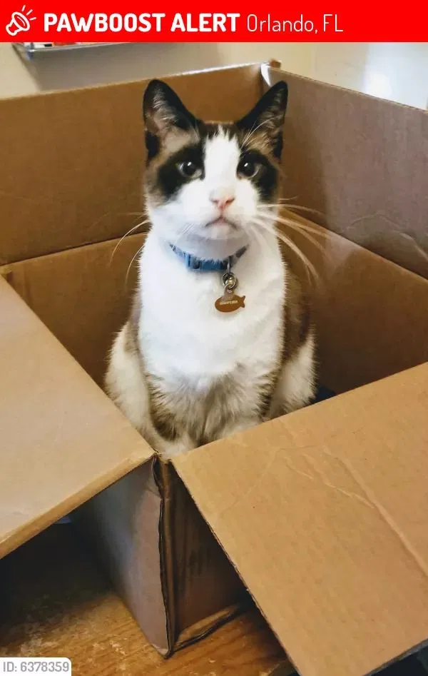Lost cat in Orlando, FL, 32803