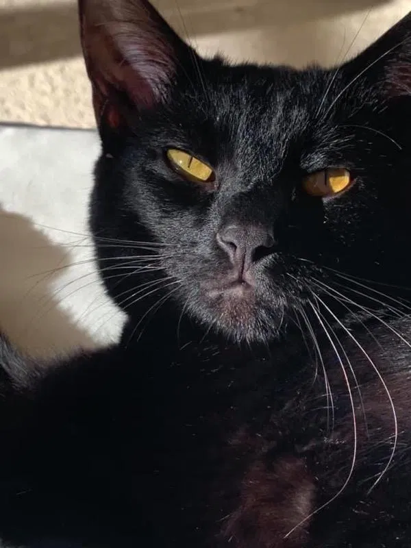 Lost cat in Davenport, FL, 33837