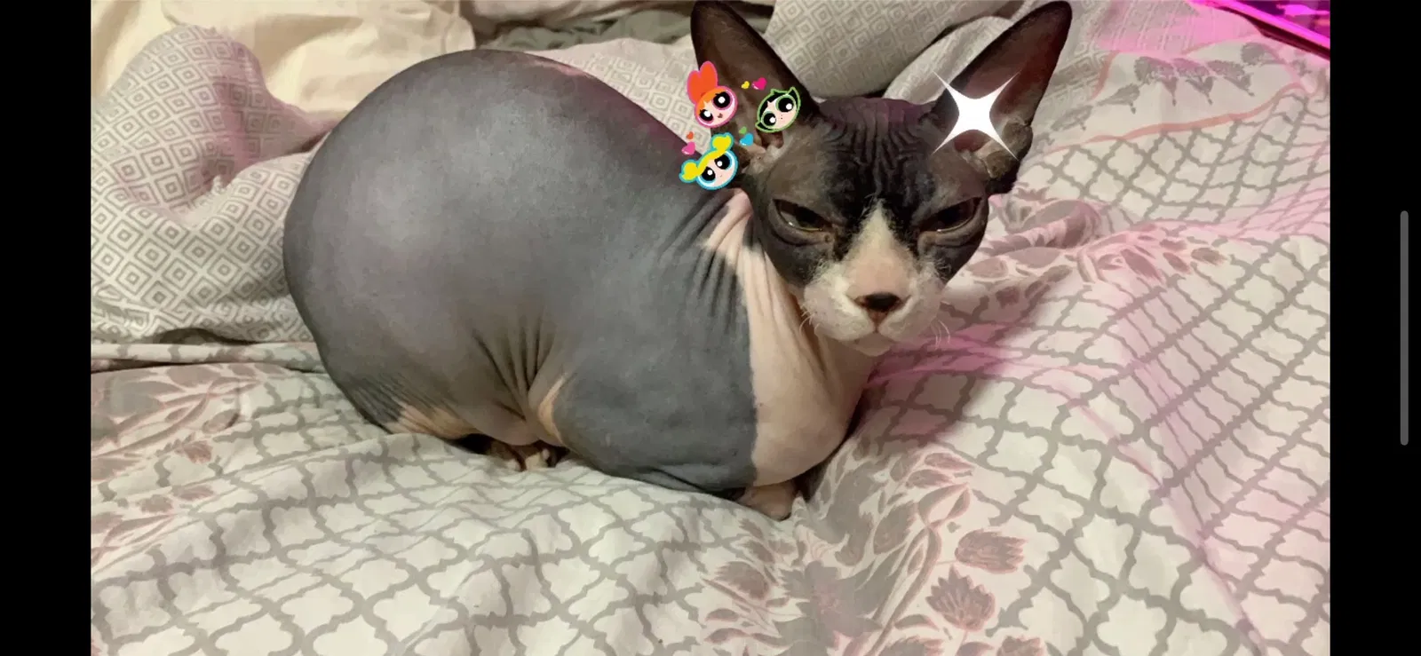 Lost cat in Chattanooga, TN, 37415