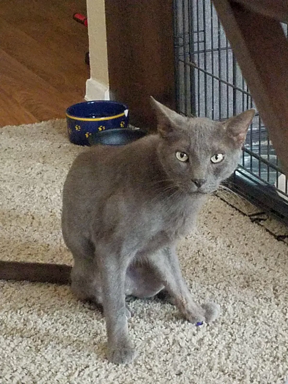 Found cat in Austin, TX, 78757