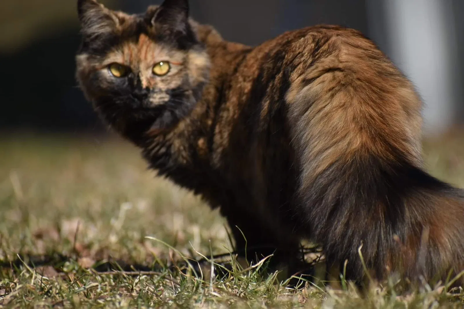 Lost cat in Bristol, CT, 6010