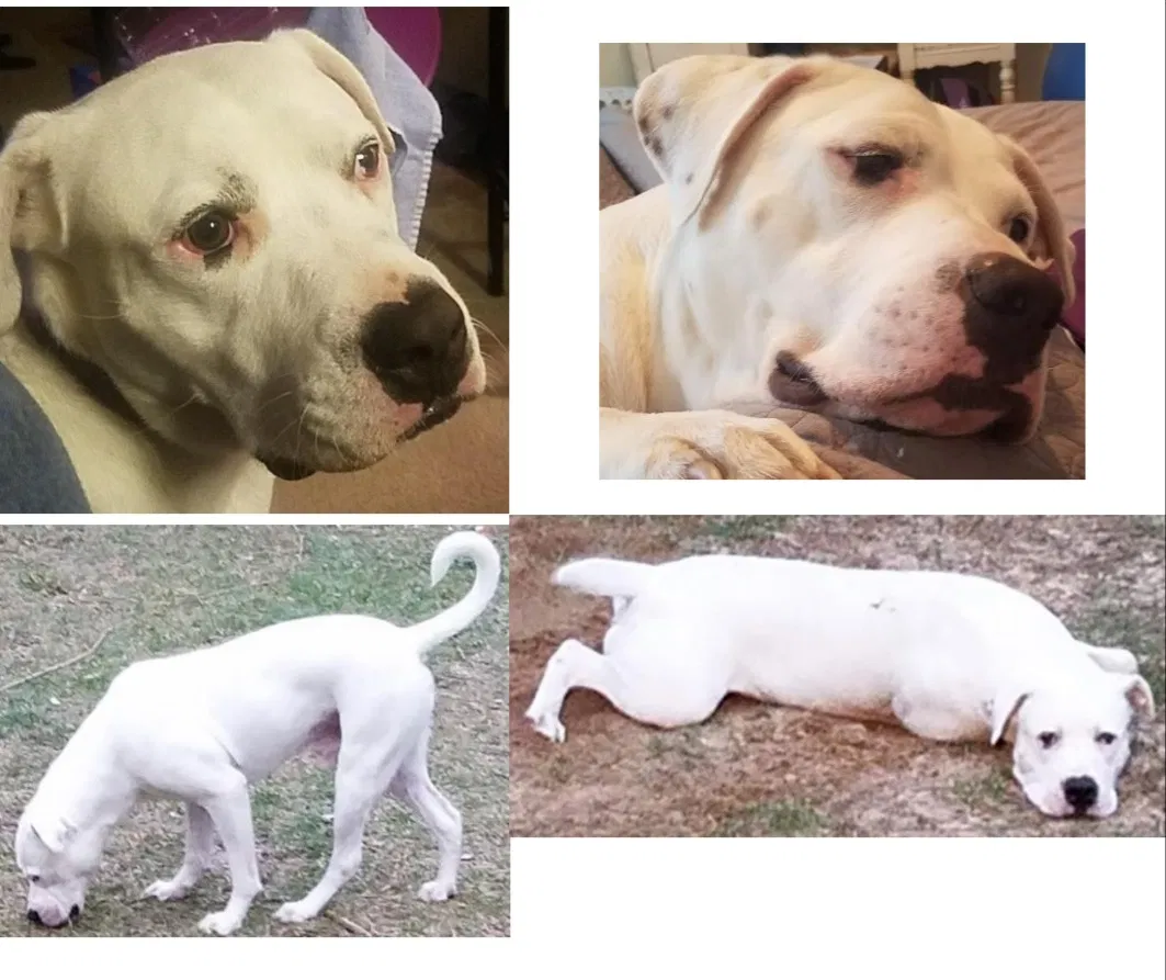 Lost dog in Defuniak Springs, FL, 32433