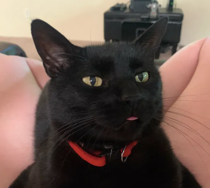 Lost cat in Albuquerque, NM, 87114