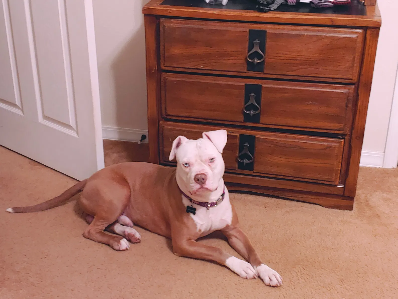 Lost dog in Bismarck, AR, 71929